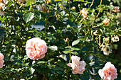 Shrub rose, pink