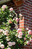 Climbing rose, pink