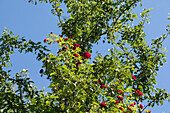 Climbing rose, red