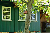 Tree in front of a garden shed