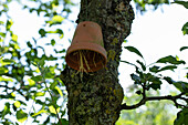 Insect shelter on a tree