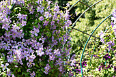 Clematis, lila