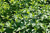 Silphium perfoliatum