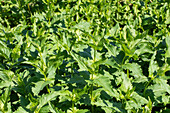 Silphium perfoliatum