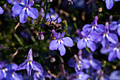 Lobelia erinus 'Glow Electric Blue'