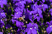 Lobelia erinus 'Bella Oceano'