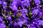 Lobelia erinus 'Bella Oceano'