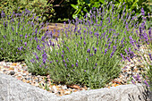 Lavandula angustifolia, violett
