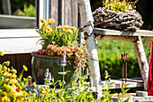 Potted plant in the garden