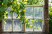 Holzfenster im Garten