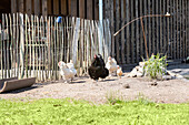 Chicken in the garden