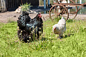 Chickens in the garden