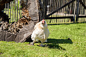 Chickens in the garden