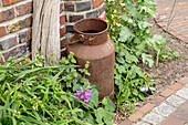 Garden decoration - milk jug in the flowerbed