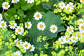 Chamomile and lady's mantle