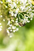 Filipendula ulmaria