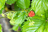 Fragaria vesca