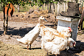 Bar-headed duck and chickens