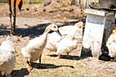 Bar-headed duck and chickens