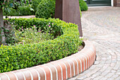 border with boxwoods