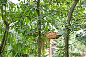 Insektenhaus im Obstbaum