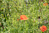 Papaver rhoeas