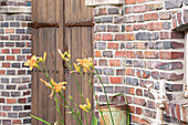 Day lily in front of brick wall