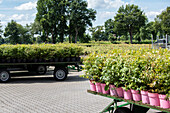 Nursery - Plants on trolleys