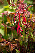 Fuchsia magellanica 'Riccartonii' plants