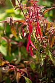 Fuchsia magellanica 'Riccartonii'