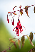 Fuchsia magellanica 'Riccartonii' fuchsia