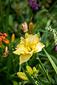 Hemerocallis, yellow