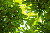 Magnolia stellata