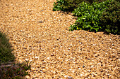 Bark mulch path