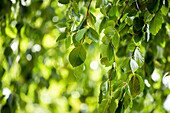 Fagus sylvatica 'Pendula