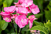 Hydrangea 'Black Steel'®