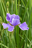 Iris sibirica 'Dear Delight'