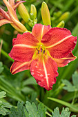 Hemerocallis Red Rum