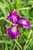 Iris sibirica 'Berlin Purple Wine'