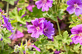 Geranium x magnificum 'Rosemoor'