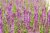 Salvia nemorosa, pink