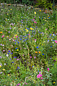 Wildflower meadow