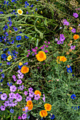 Wildflower meadow