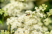 Filipendula ulmaria