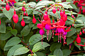 Fuchsia, red-purple