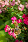 Garden decoration - Rose