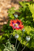 Papaver somniferum, gefranst