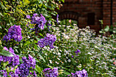 Phlox paniculata, lila