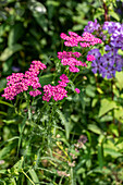 Achillea millefolium, rot