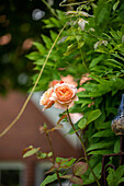 Shrub rose, orange